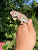 Red Axanthic Iguana (Iguana iguana)