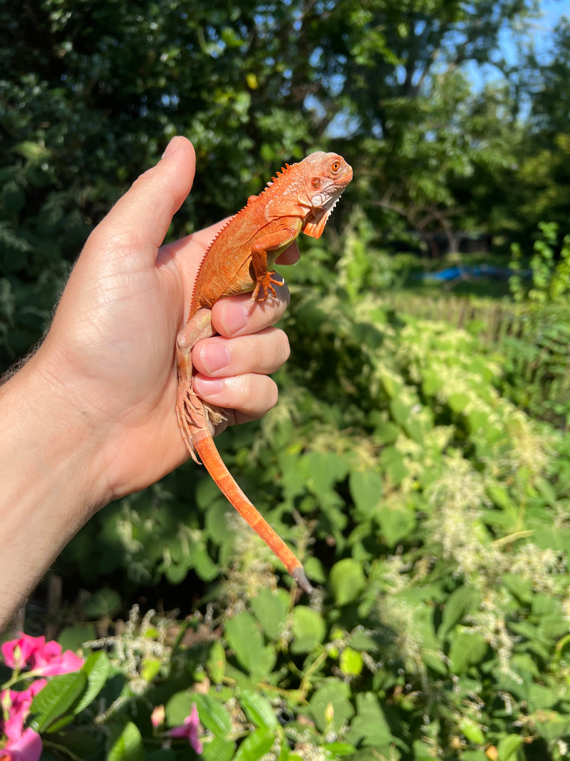 Super Red Iguana Male