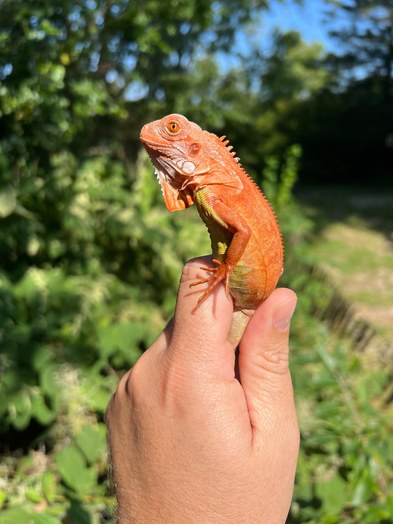 Super Red Iguana Male