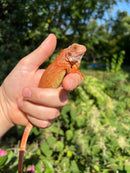 Super Red Iguana Male