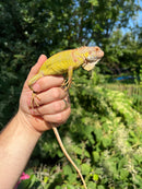 Lemon Lime Green Iguana (Iguana iguana)