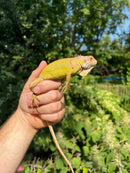 Lemon Lime Green Iguana (Iguana iguana)
