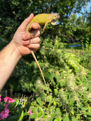Lemon Lime Green Iguana (Iguana iguana)