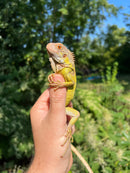 Lemon Lime Green Iguana (Iguana iguana)