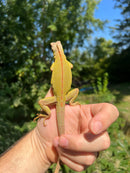 Lemon Lime Green Iguana (Iguana iguana)