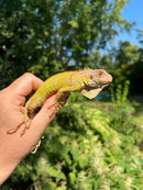 Lemon Lime Green Iguana (Iguana iguana)