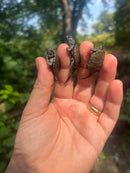 Danube River Locale European Pond Turtle Babies  (Emys orbicularis orbicularis)