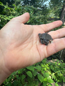 Danube River Locale European Pond Turtle Babies  (Emys orbicularis orbicularis)