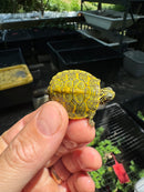 Yellow Sunglow Baby Florida Red Bellied Turtle 2025