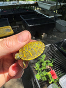 Yellow Sunglow Baby Florida Red Bellied Turtle 2025