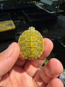Yellow Sunglow Baby Florida Red Bellied Turtle 2025