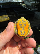 Yellow Sunglow Baby Florida Red Bellied Turtle 2025