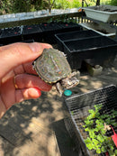 Hi White Concentric Diamondback Terrapin 2024