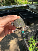 Hi White Concentric Diamondback Terrapin 2024