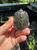 Hi White Concentric Diamondback Terrapin 2024