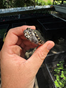 Hi White Concentric Diamondback Terrapin 2024