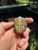 Hi White Concentric Diamondback Terrapin 2024