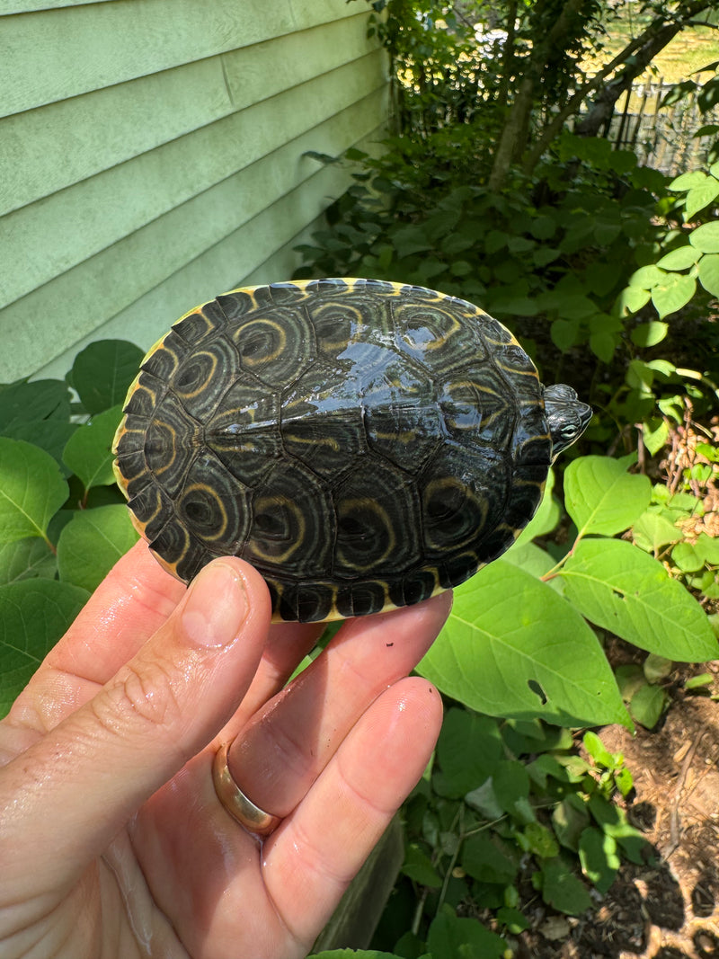 Peacock Slider Juvenile (Trachemys emolii)