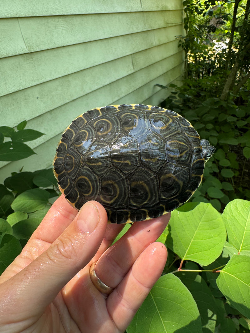 Peacock Slider Juvenile (Trachemys emolii)