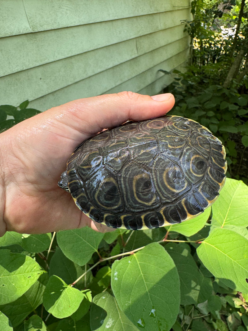 Peacock Slider Juvenile (Trachemys emolii)