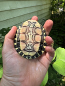 Peacock Slider Juvenile (Trachemys emolii)