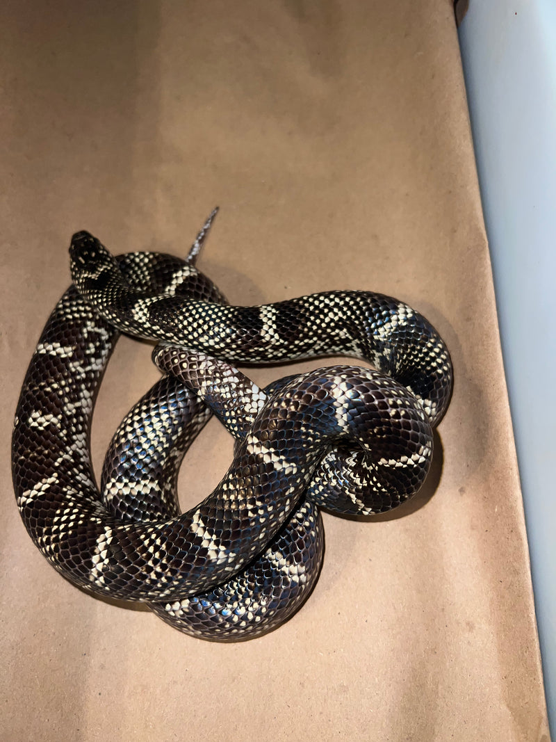Outer Bank King Snake Adult Female