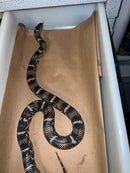 Outer Bank King Snake Adult Female