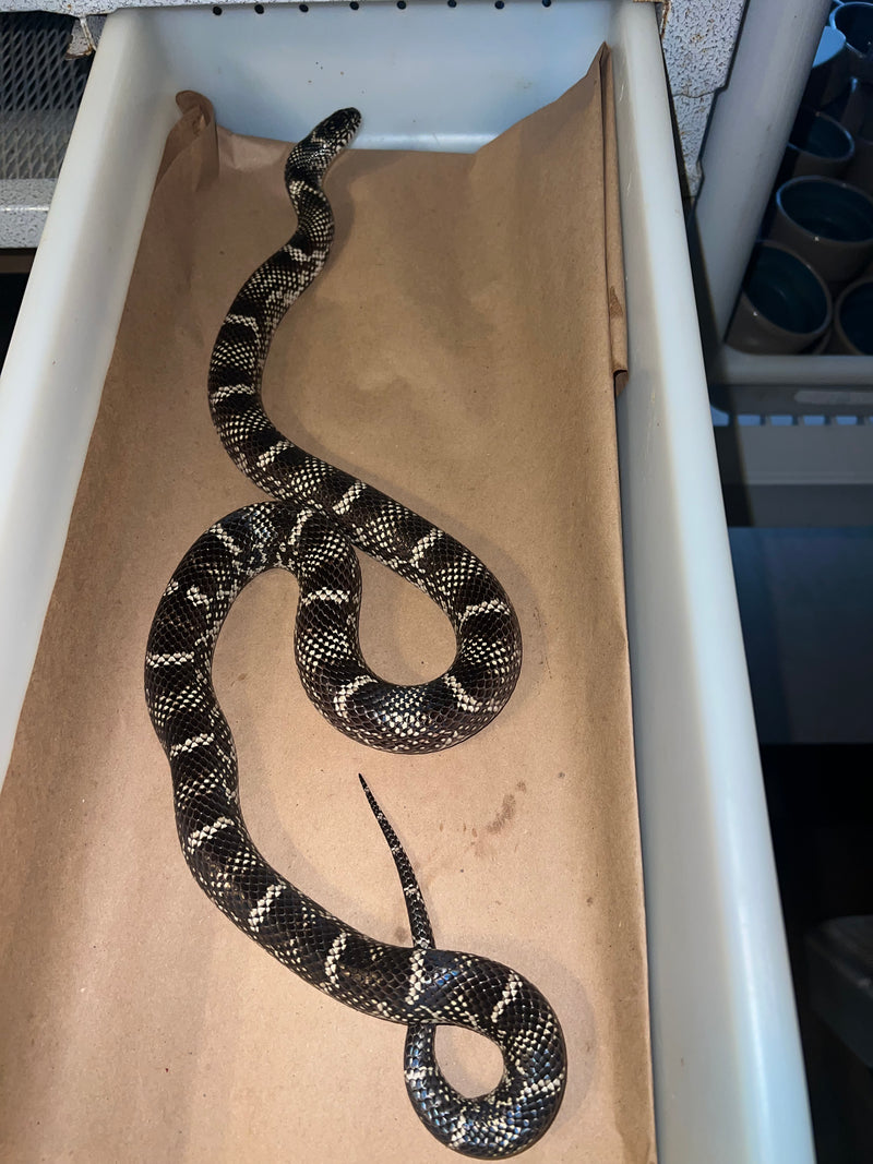 Outer Bank King Snake Adult Female