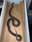 Outer Bank King Snake Adult Female