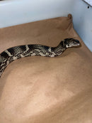 Outer Bank King Snake Adult Female