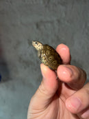 Concentric Diamondback Terrapin 2023 (Malaclemys terrapin)
