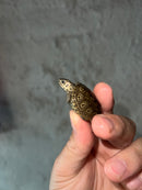 Concentric Diamondback Terrapin 2023 (Malaclemys terrapin)
