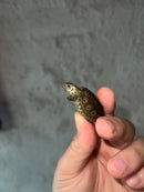 Concentric Diamondback Terrapin 2023 (Malaclemys terrapin)