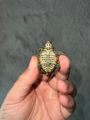 Concentric Diamondback Terrapin 2023 (Malaclemys terrapin)