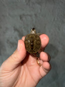 Concentric Diamondback Terrapin 2023 (Malaclemys terrapin)