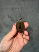 Concentric Diamondback Terrapin 2023 (Malaclemys terrapin)