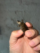 Concentric Diamondback Terrapin 2023 (Malaclemys terrapin)