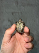 Concentric Diamondback Terrapin 2023 (Malaclemys terrapin)