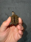 Concentric Diamondback Terrapin 2023 (Malaclemys terrapin)