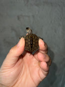 Concentric Diamondback Terrapin 2023 (Malaclemys terrapin)