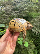 Libyan Greek Tortoise Adult Female