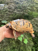 Libyan Greek Tortoise Adult Female