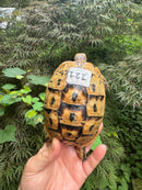 Libyan Greek Tortoise Adult Female