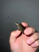 Concentric Diamondback Terrapin 2023 (Malaclemys terrapin)
