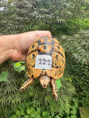 Libyan Greek Tortoise Adult Female