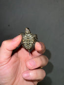 Concentric Diamondback Terrapin 2023 (Malaclemys terrapin)