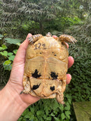 Libyan Greek Tortoise Adult Female