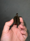 Concentric Diamondback Terrapin 2023 (Malaclemys terrapin)