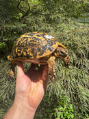 Libyan Greek Tortoise Adult Female