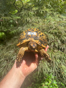 Libyan Greek Tortoise Adult Female